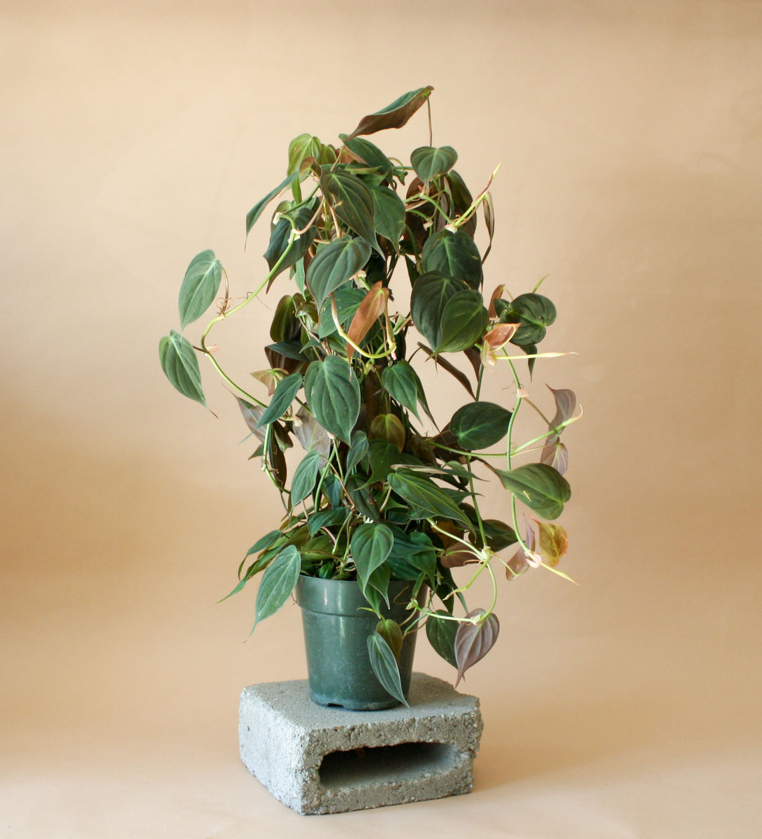 Philodendron Plant, Mican – Brave Floral