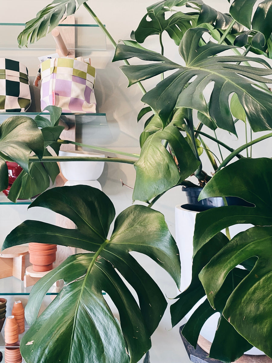monstera flores Monstera Plant, Deliciosa – Brave Floral