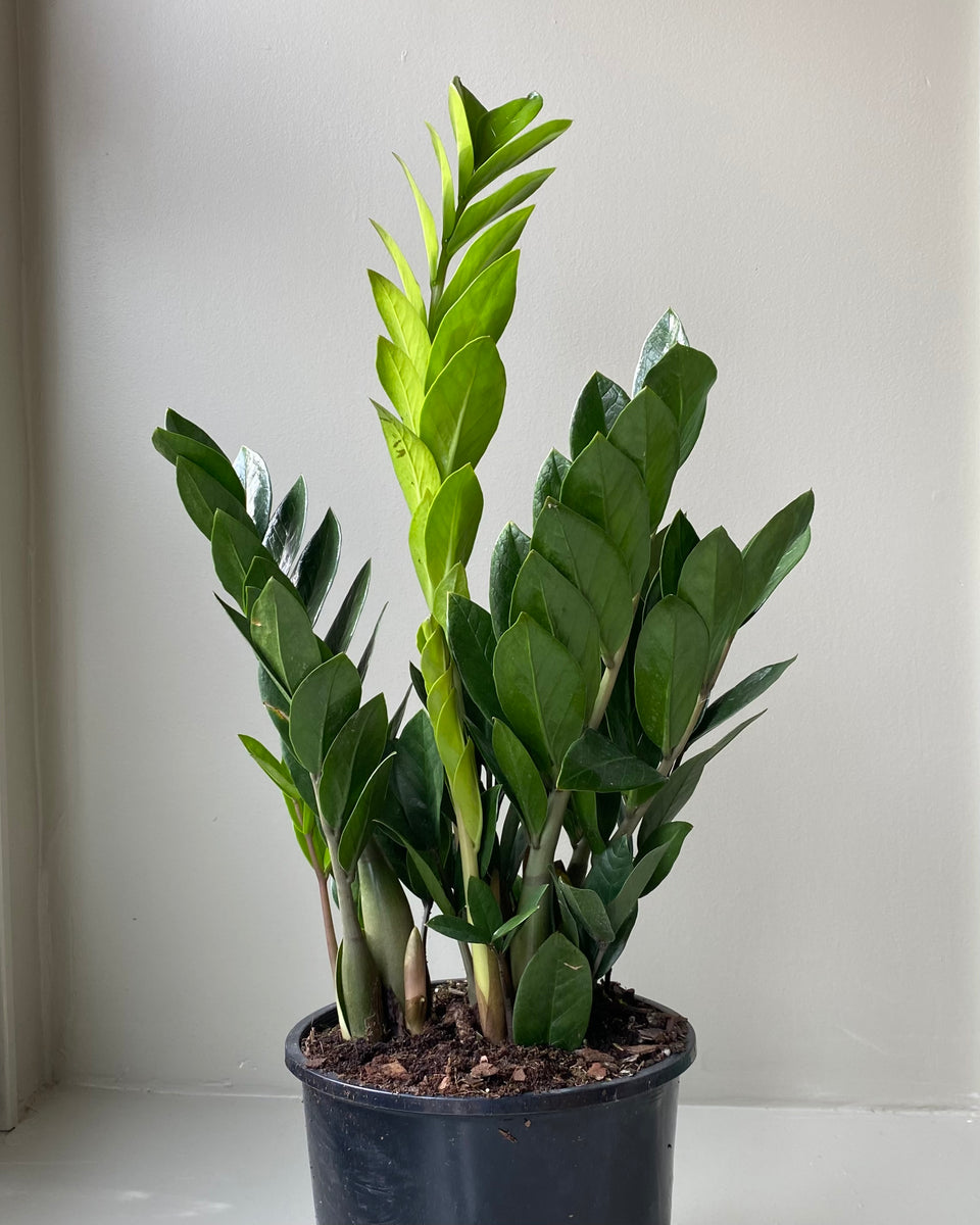 ZZ Plant – Brave Floral