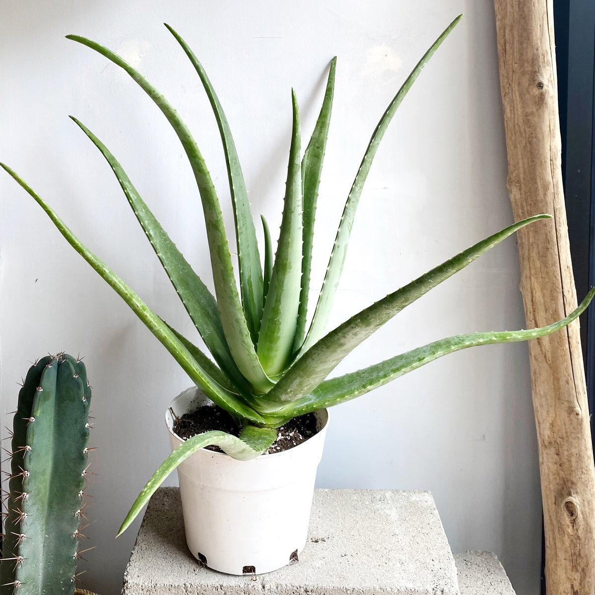 house aloe plant Aloe Vera Plant – Brave Floral