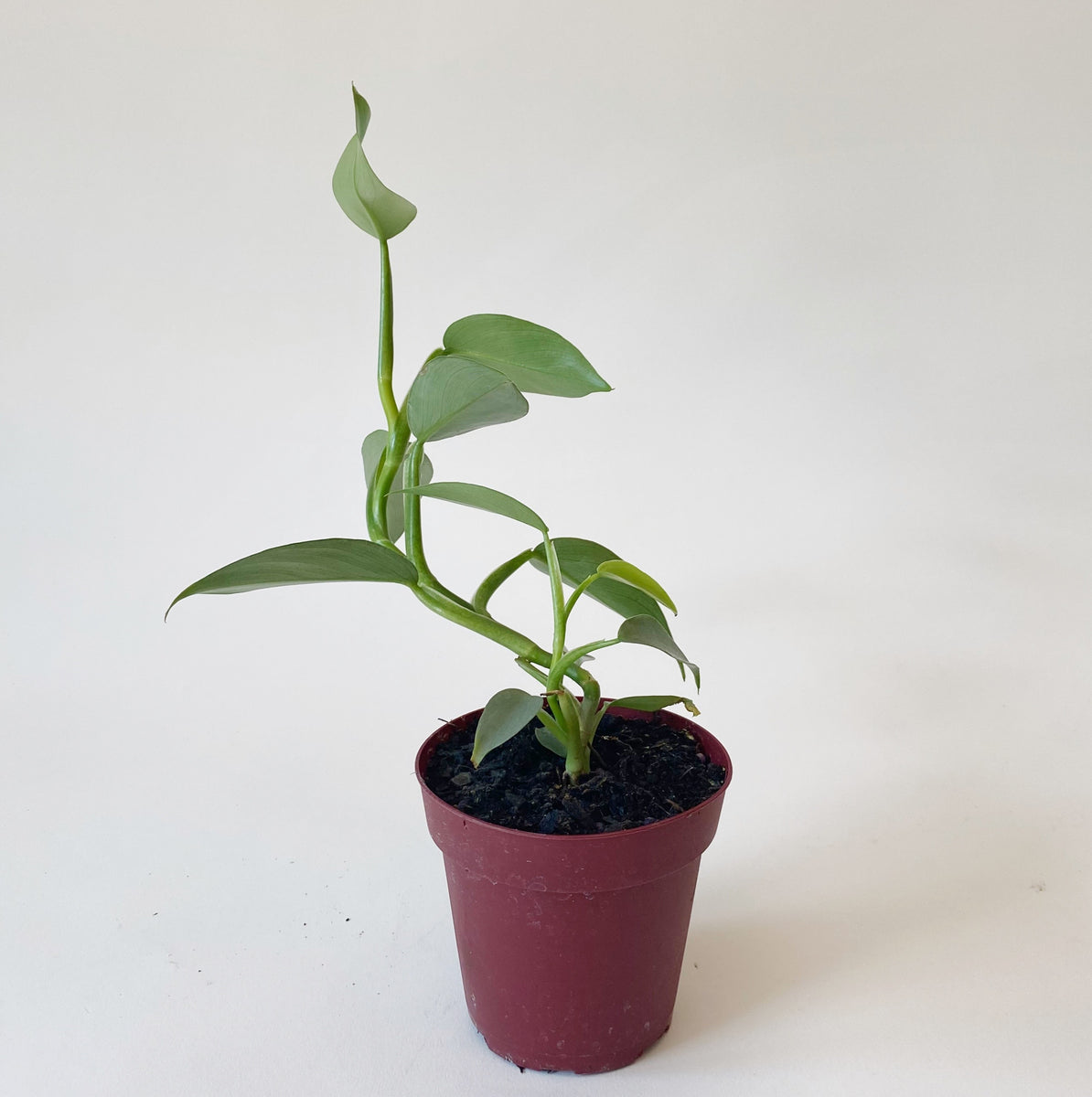 Philodendron Plant, Silver Sword – Brave Floral