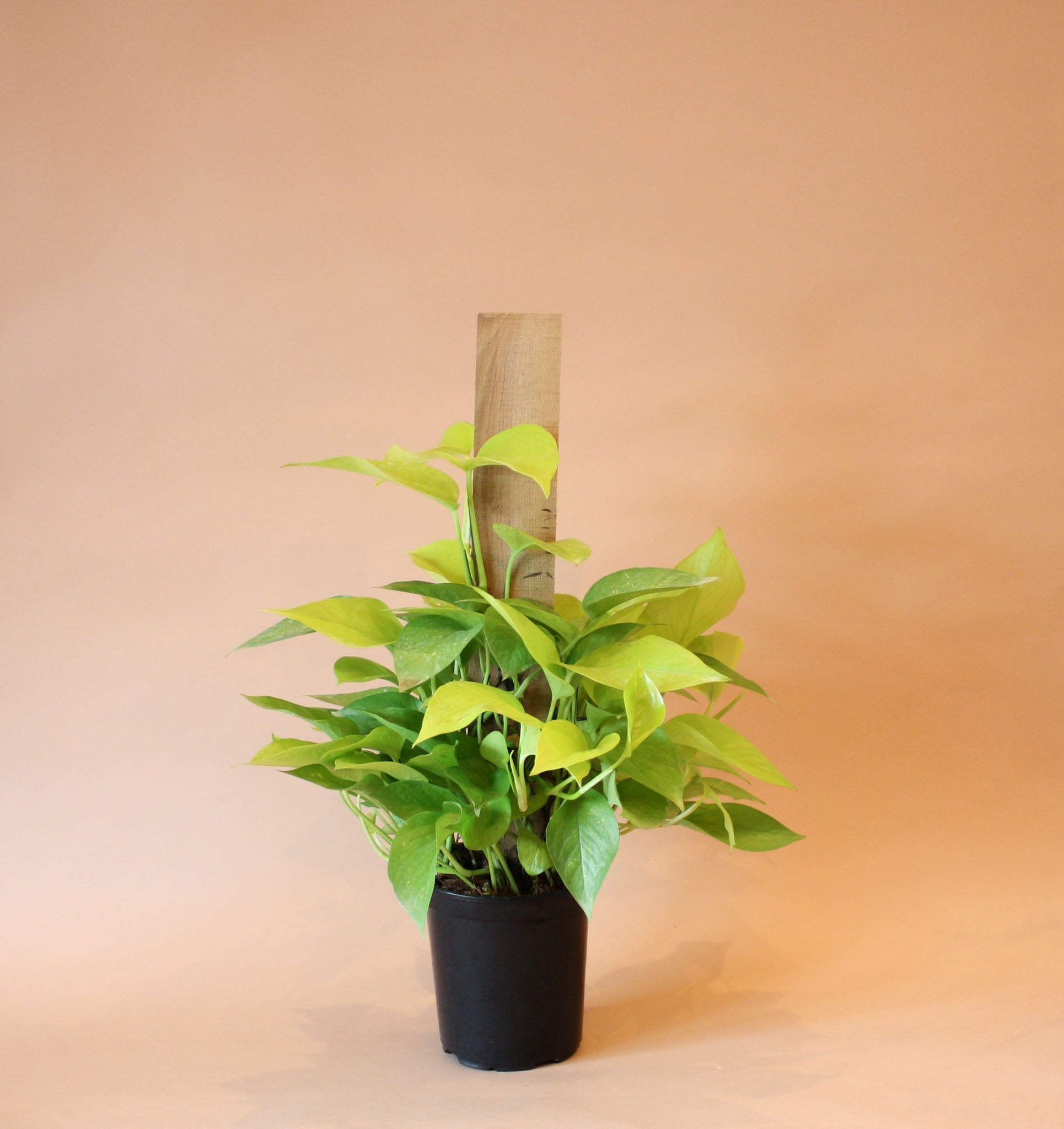 neon pothos vine Pothos Plant, Neon – Brave Floral