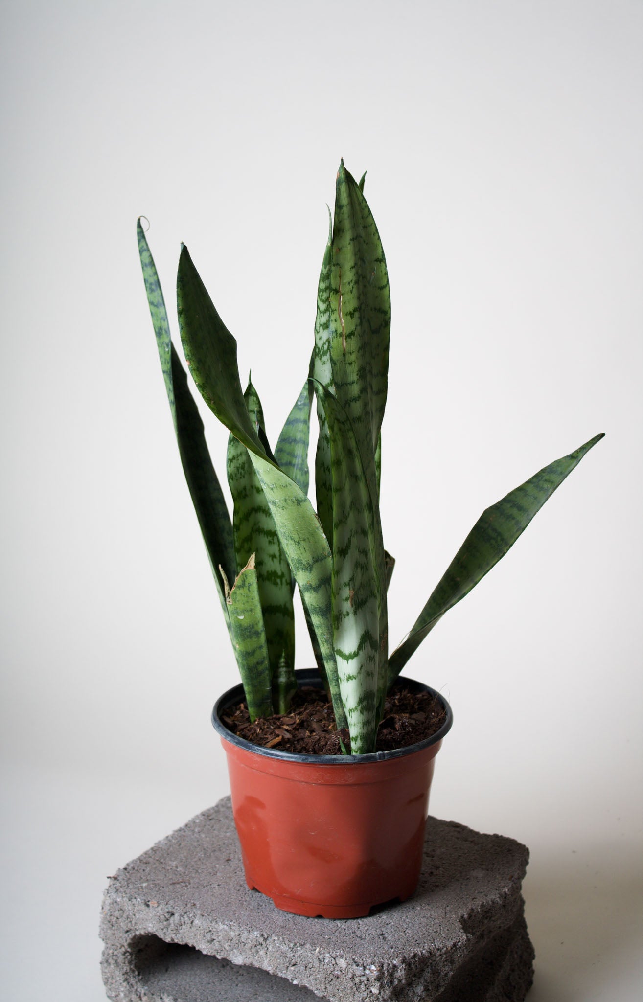dracaena zeylanica Snake Plant, Zeylanica – Brave Floral