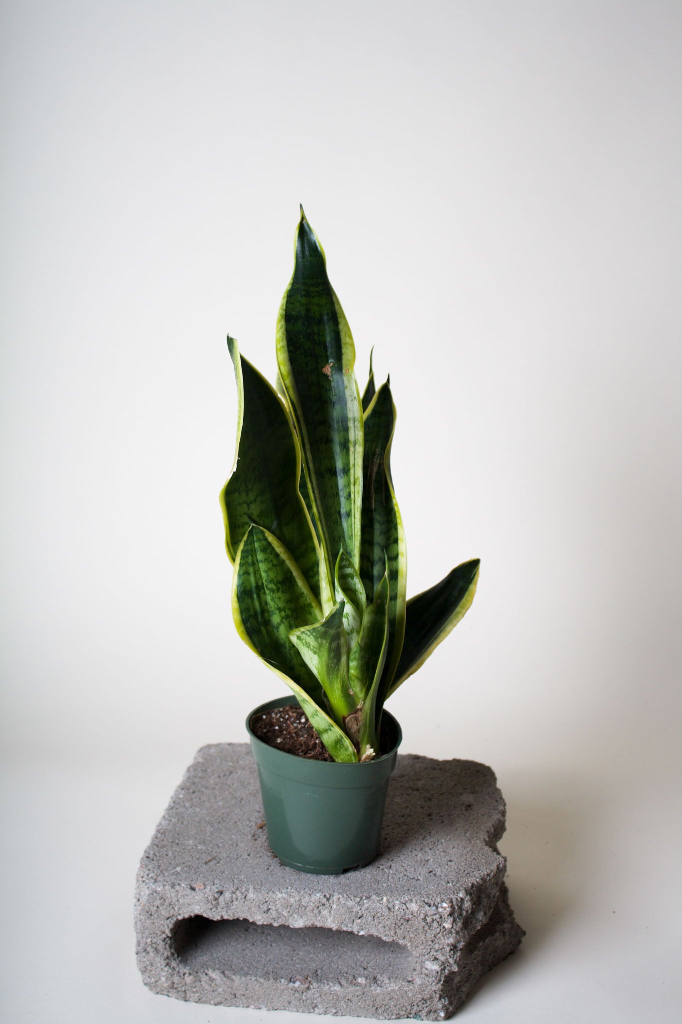 snake plant green with yellow edges Snake Plant, Yellow Edge – Brave Floral
