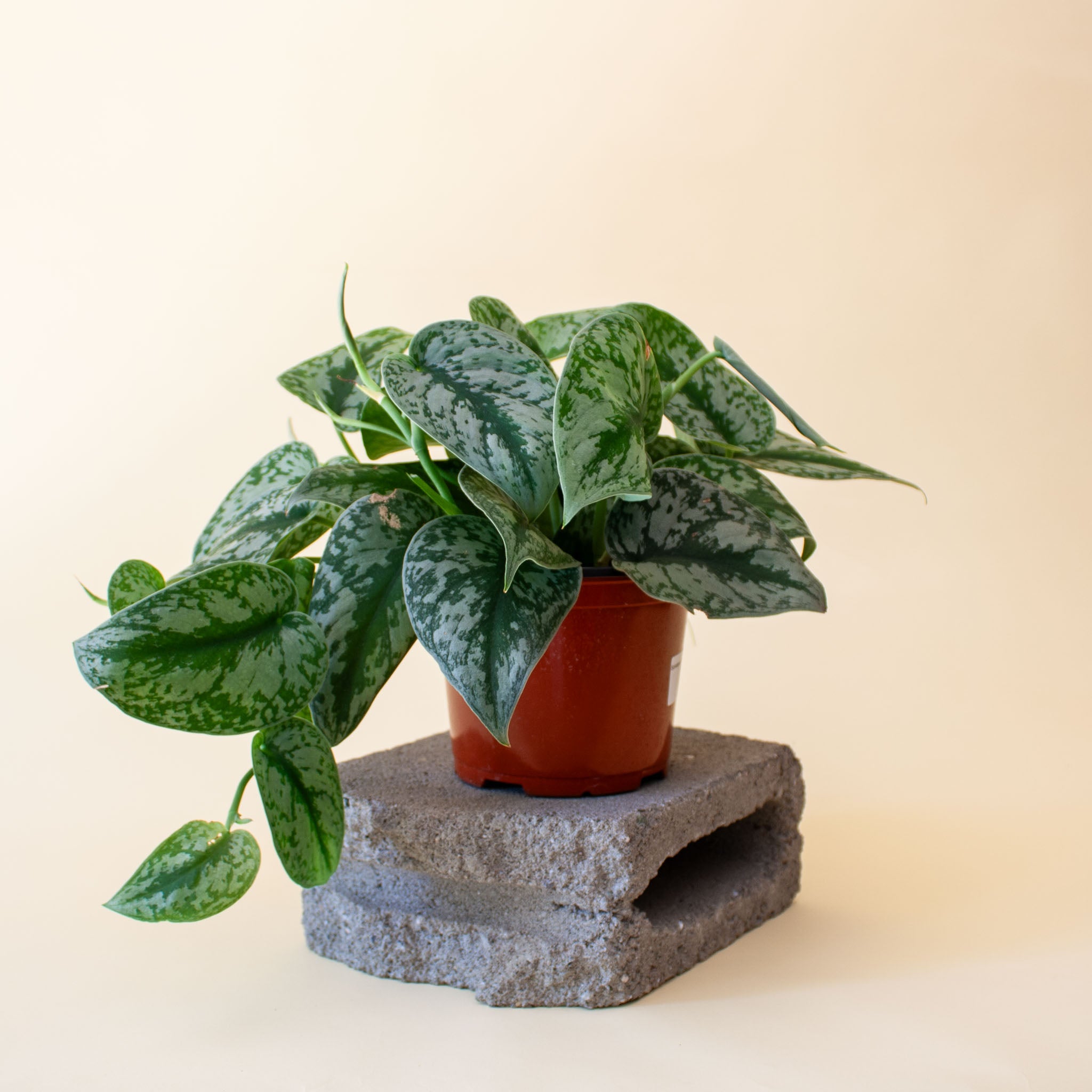 silk pothos plant Pothos 'Satin' | Indoor Plant | Tropical Plant | Potted Plant main image 1