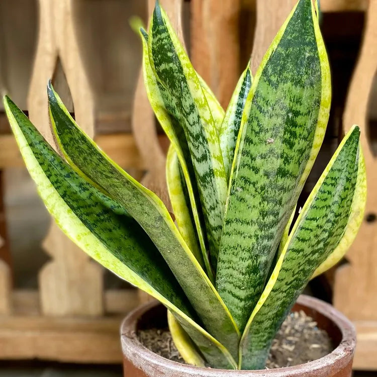 snake plants lowes Snake Plant, Yellow Edge – Brave Floral