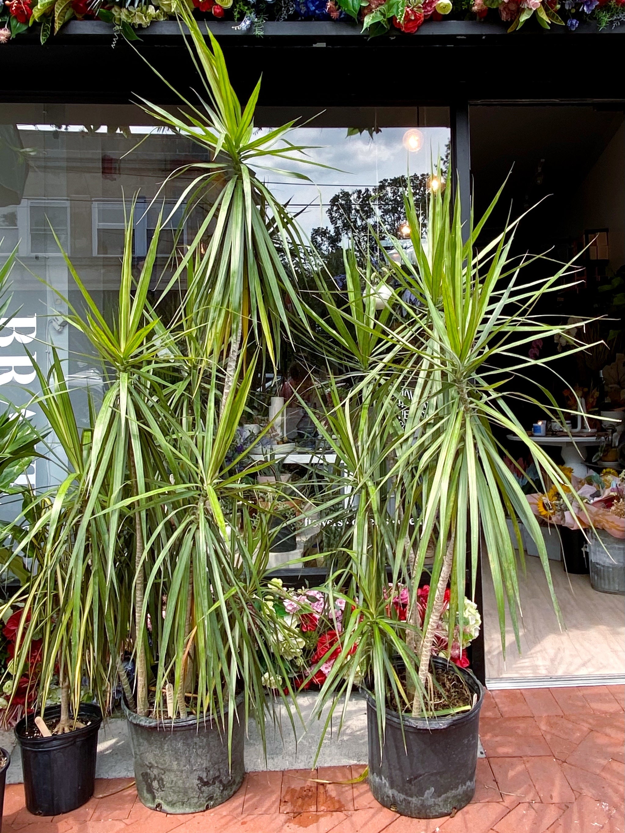 red edged dracaena size Dracaena Plant, Marginata Red Edge – Brave Floral