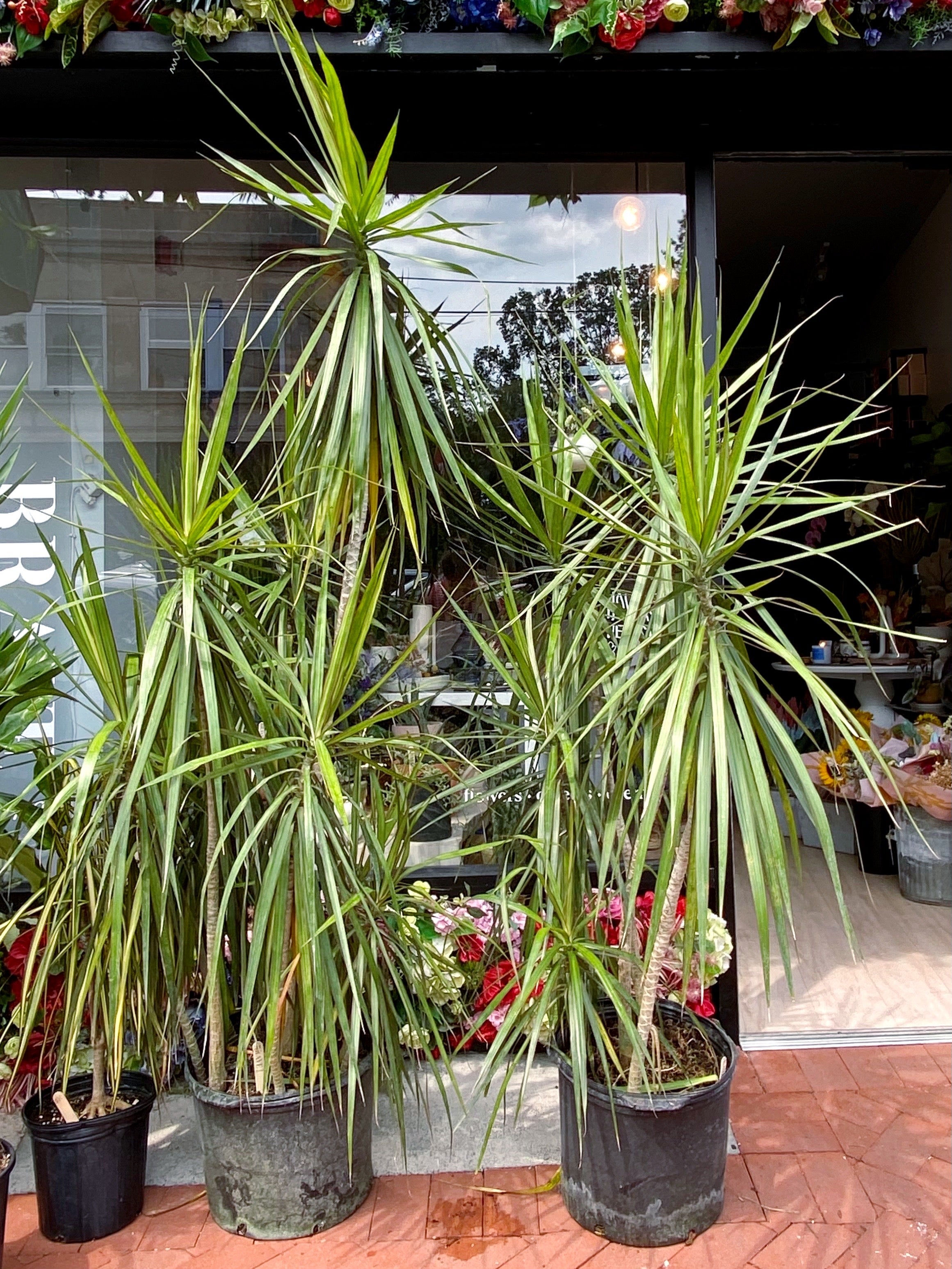 red margined dracaena origin Dracaena Plant, Marginata Red Edge – Brave Floral