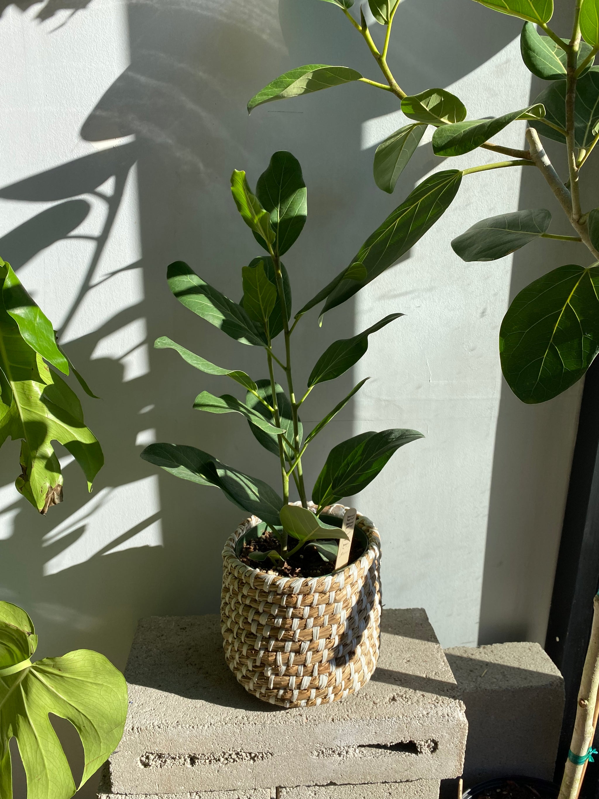 ficus audrey vs ficus lyrata Ficus Plant, Audrey Fig – Brave Floral