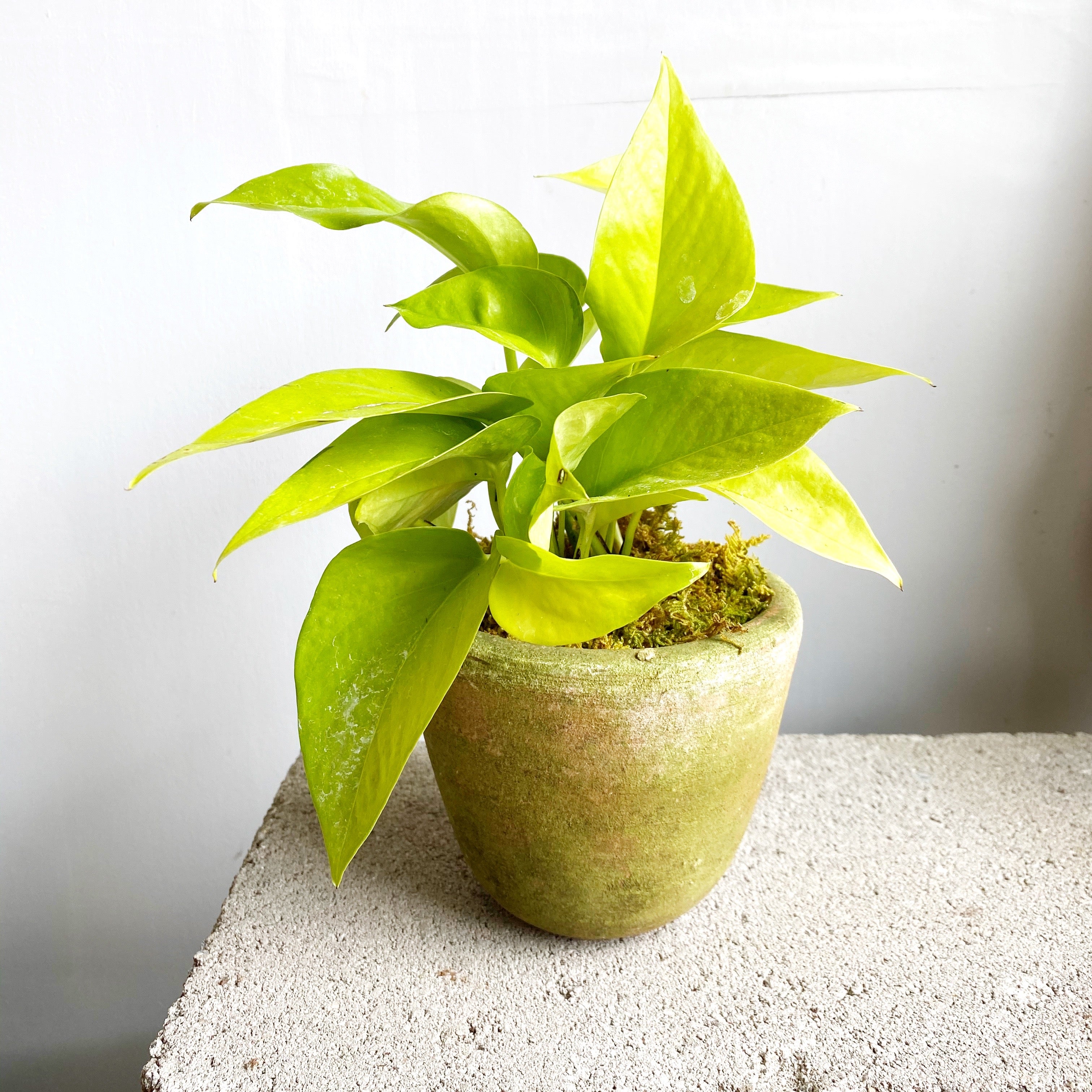 indoor neon pothos Pothos Plant, Neon – Brave Floral