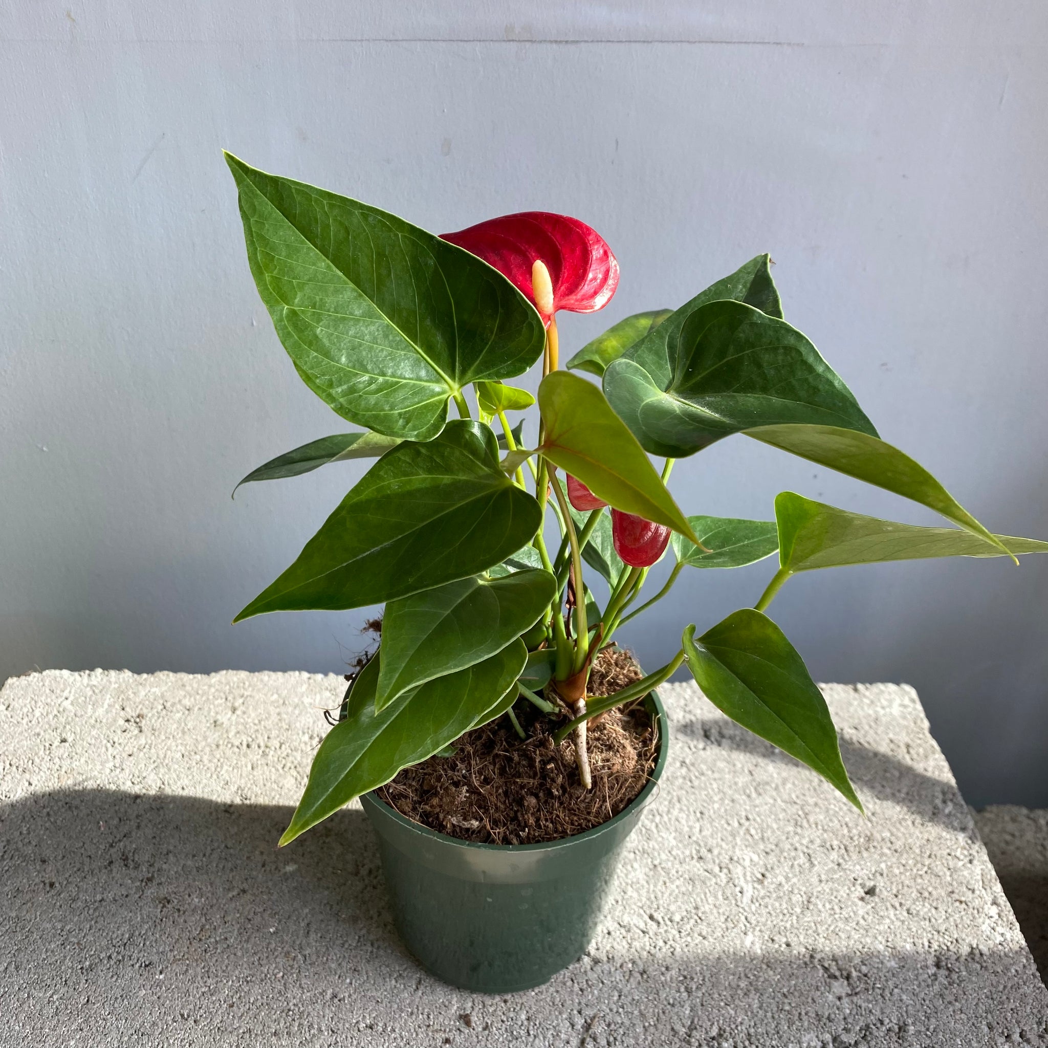anthurium comanda online Anthurium Plant – Brave Floral