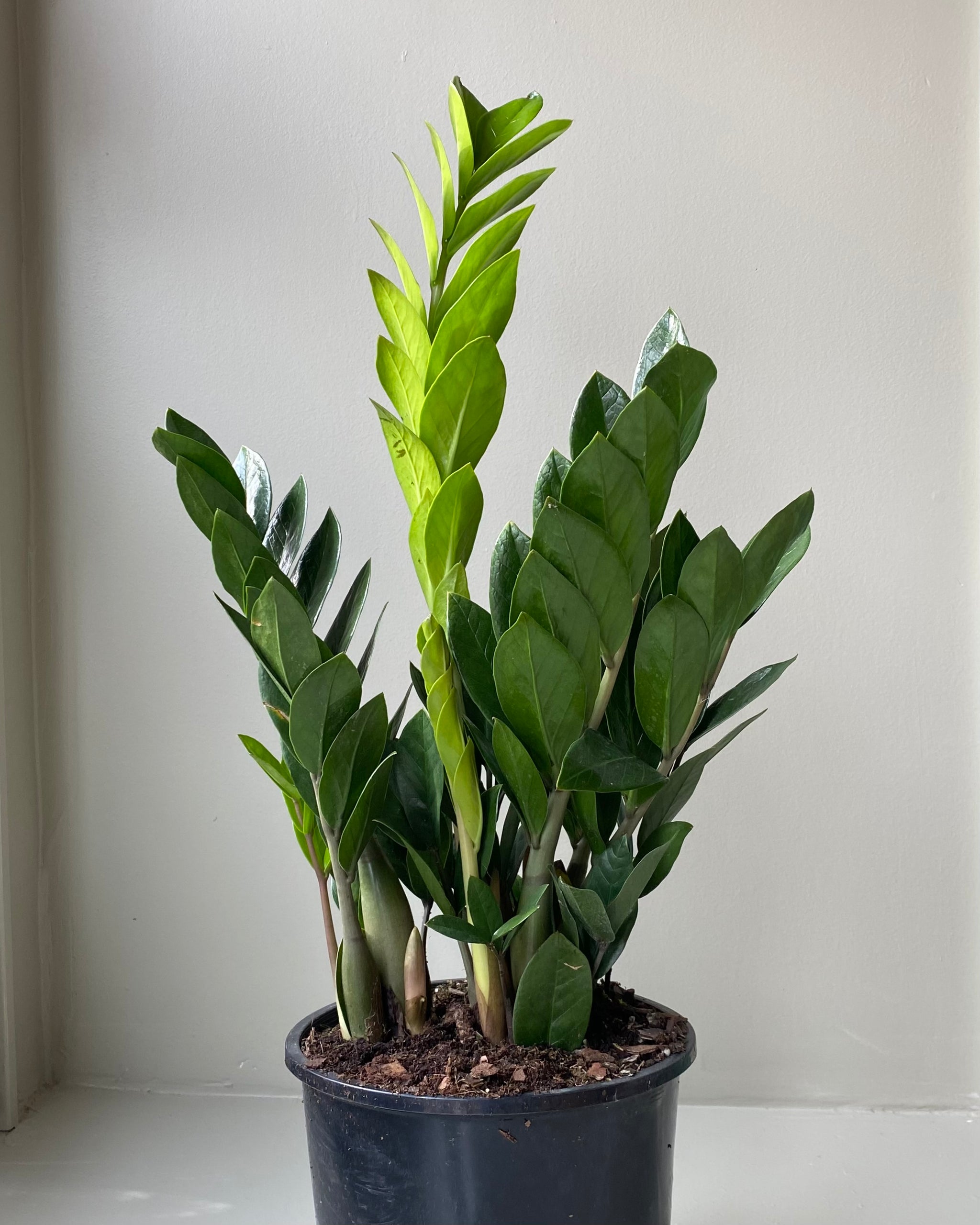 zz planta ZZ Plant – Brave Floral