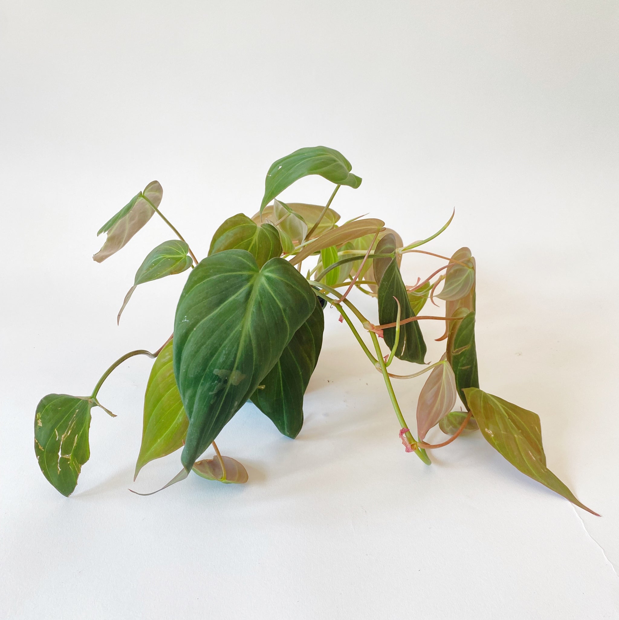 philodendron micans varieties Philodendron Plant, Mican – Brave Floral