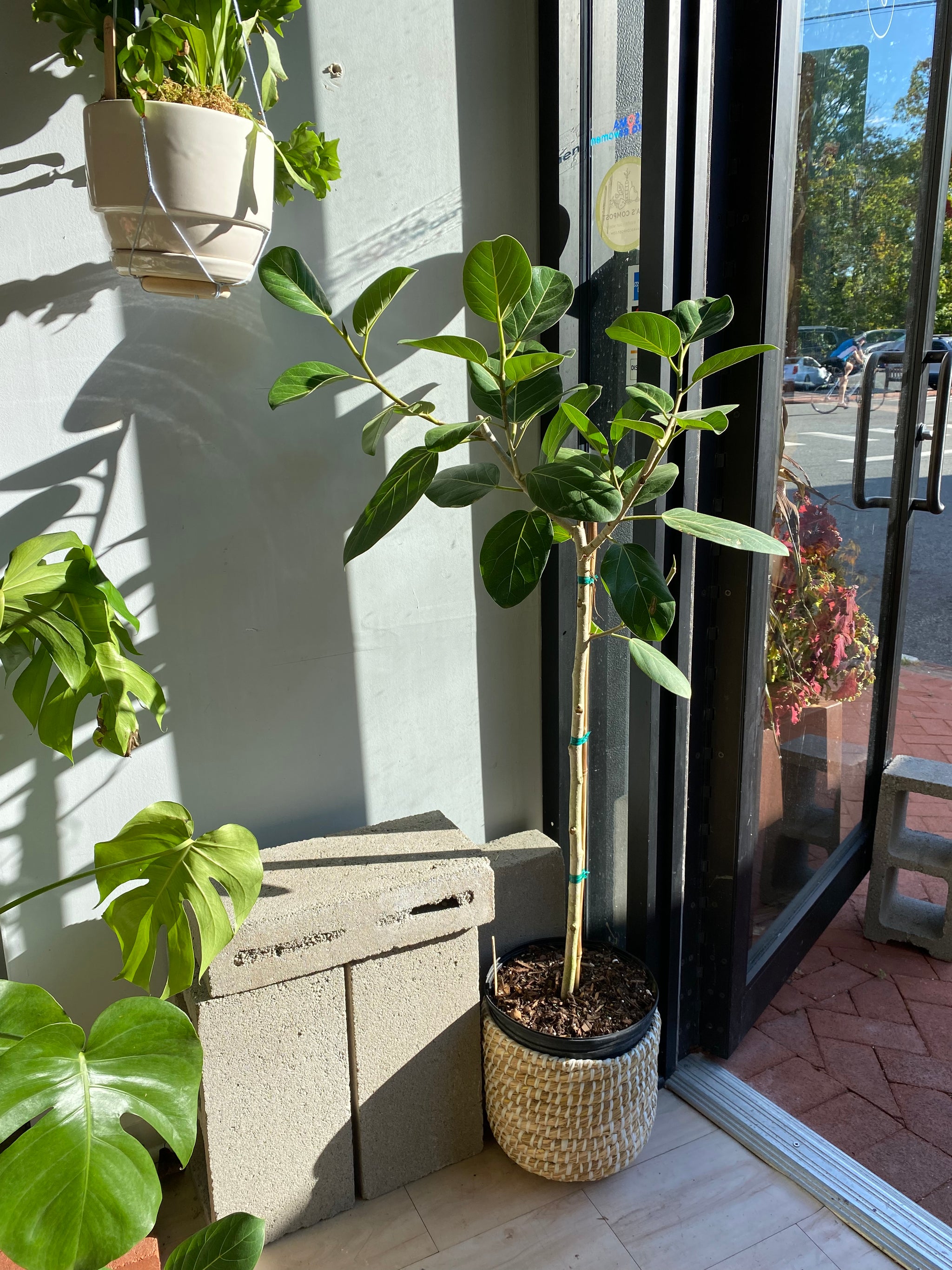 ficus audrey sale Ficus Plant, Audrey Fig – Brave Floral