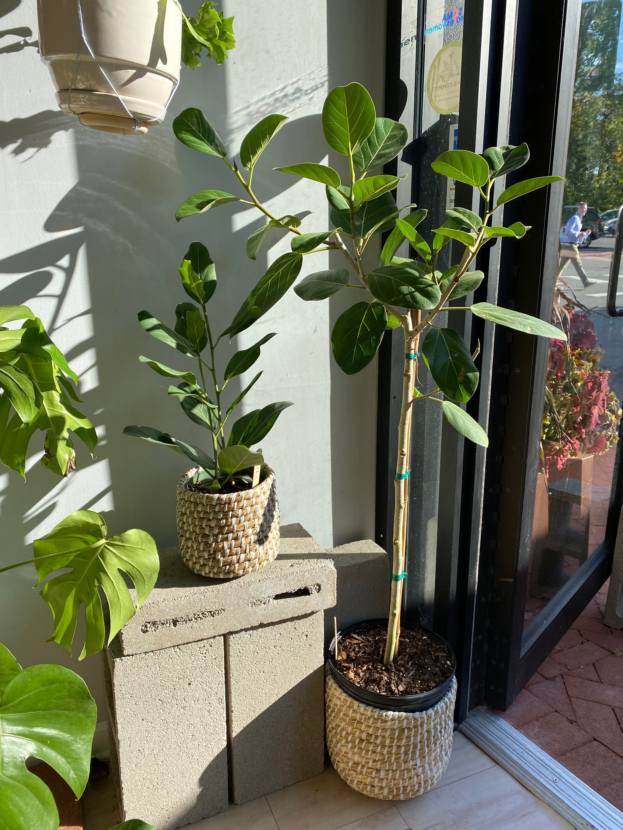 Ficus Plant, Audrey Fig – Brave Floral