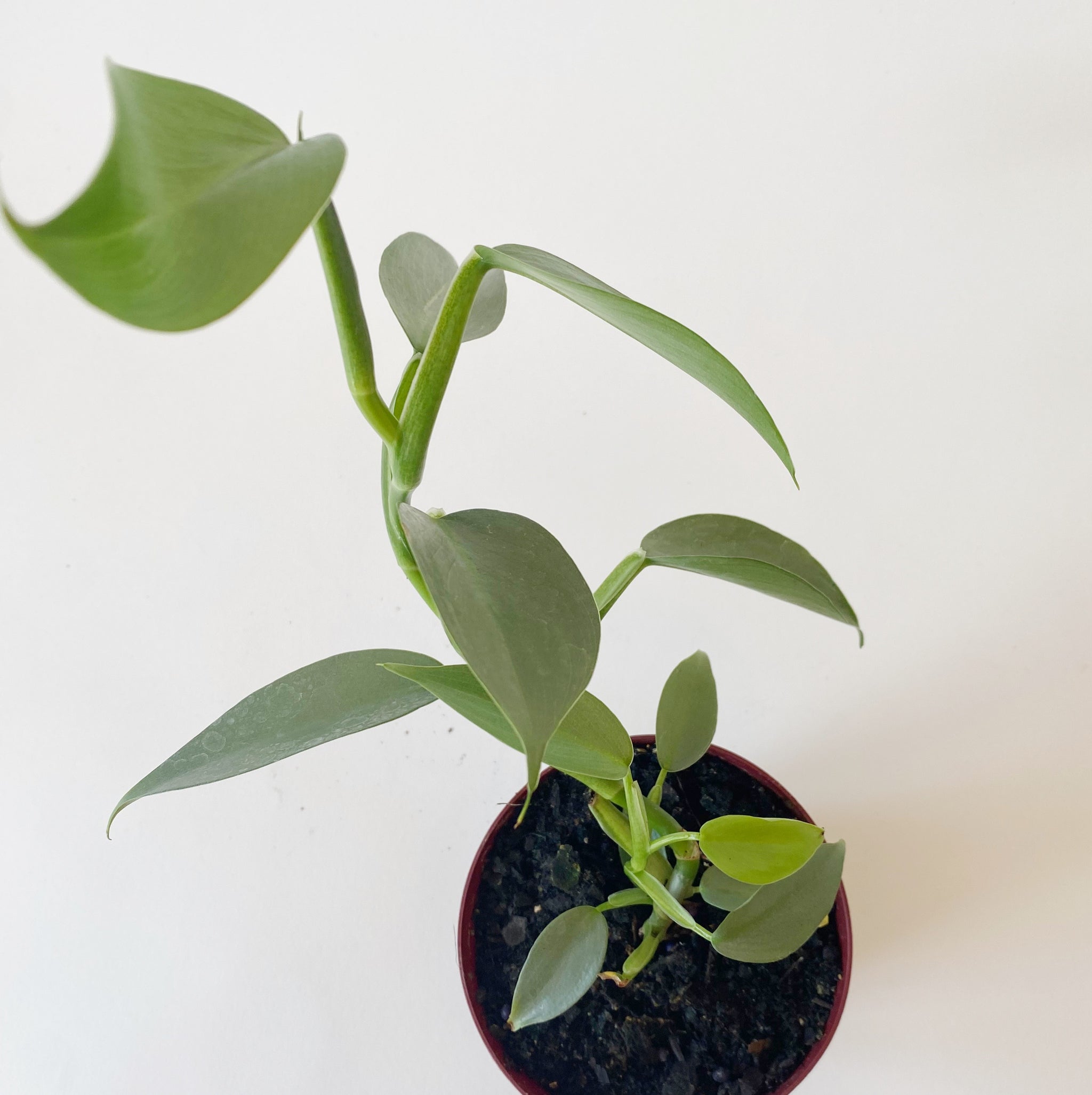 philodendron silver sword flower Philodendron Plant, Silver Sword – Brave Floral