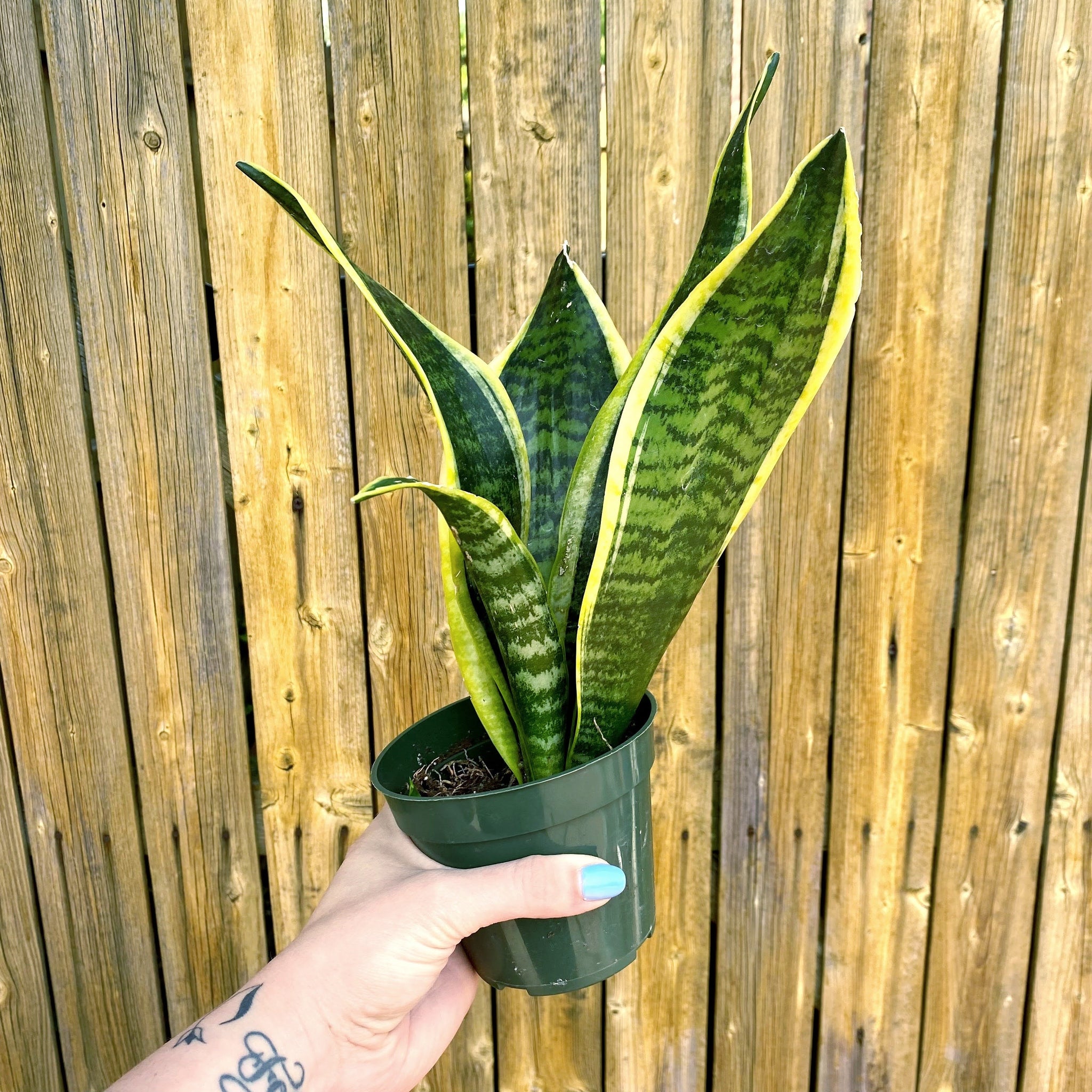 Snake Plant, Yellow Edge – Brave Floral