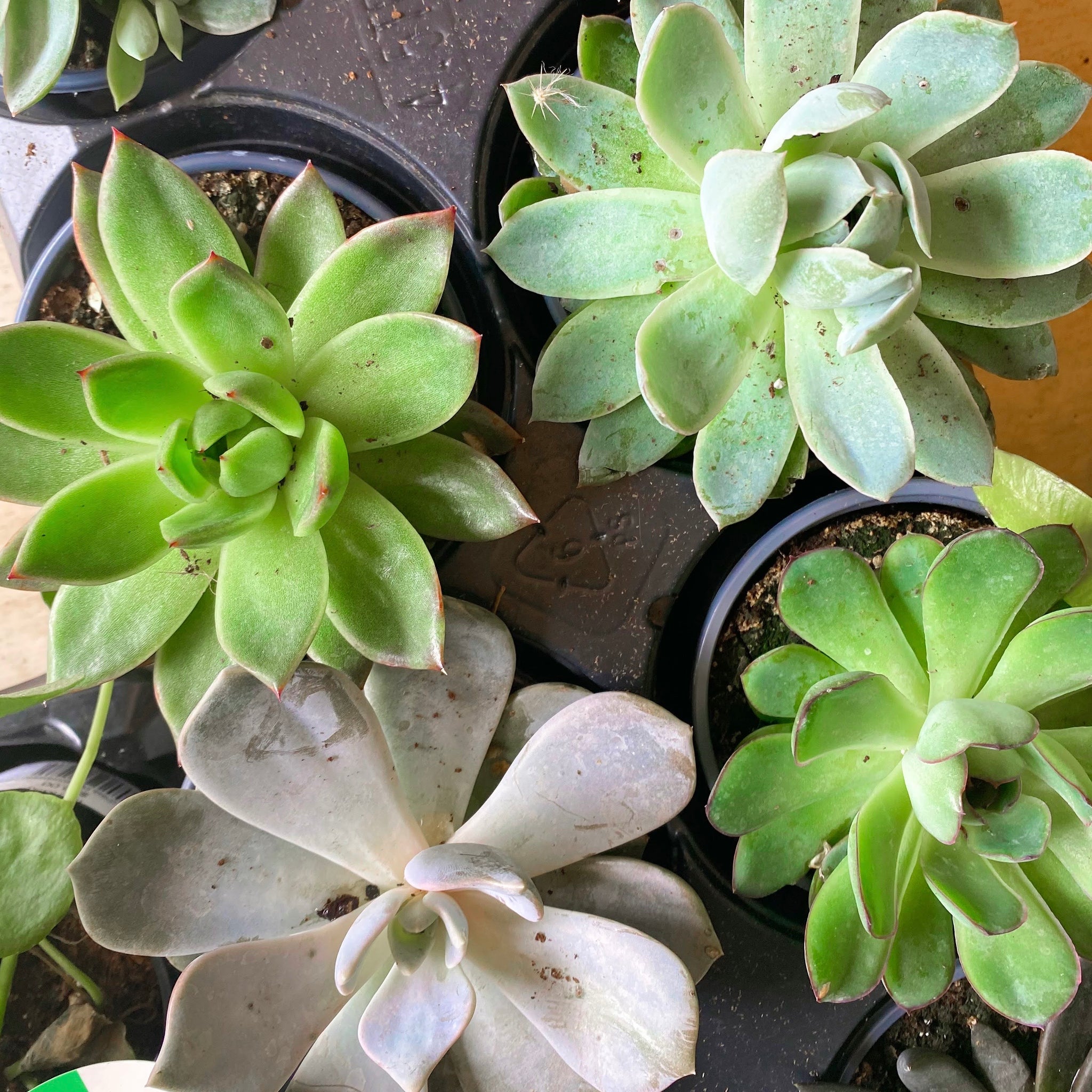 succulent flattening Succulent Plants, Assorted – Brave Floral