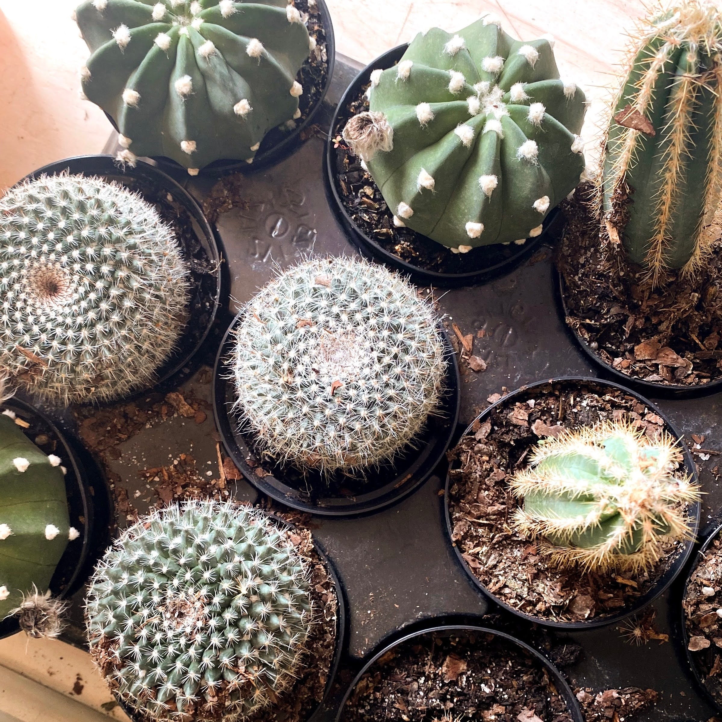 Cactus Plant, Assorted – Brave Floral