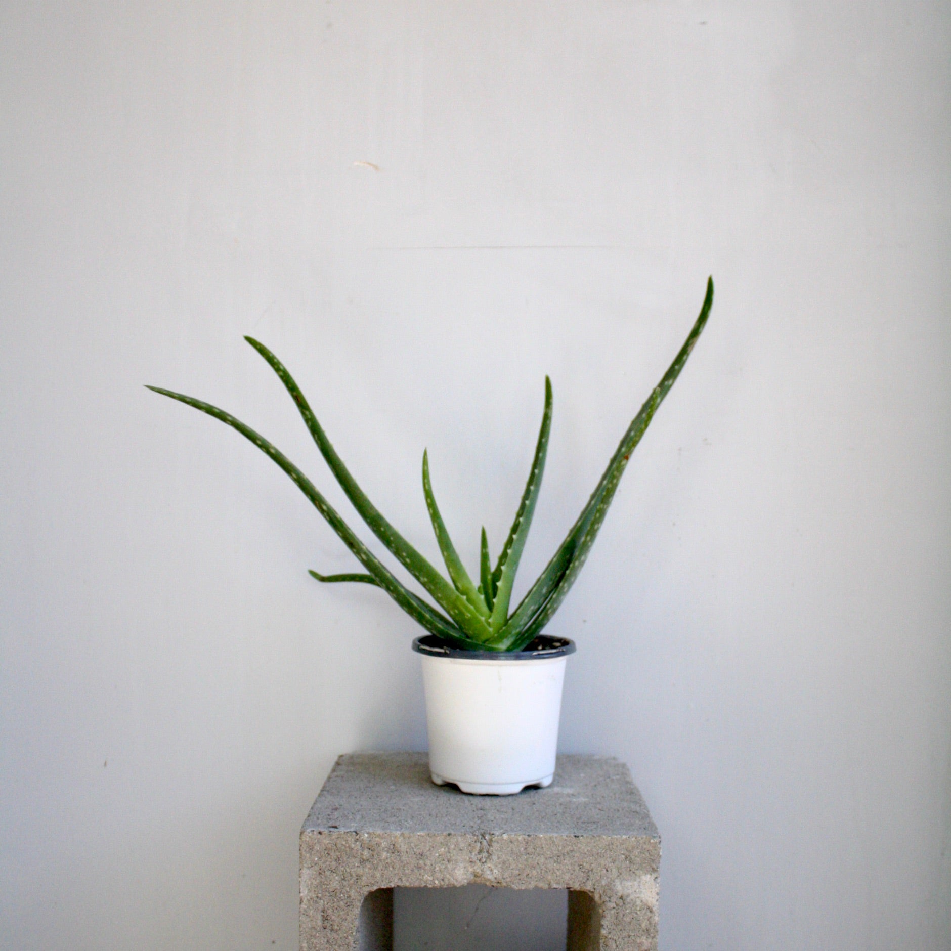 aloe vera plant philippines Aloe Vera Plant – Brave Floral