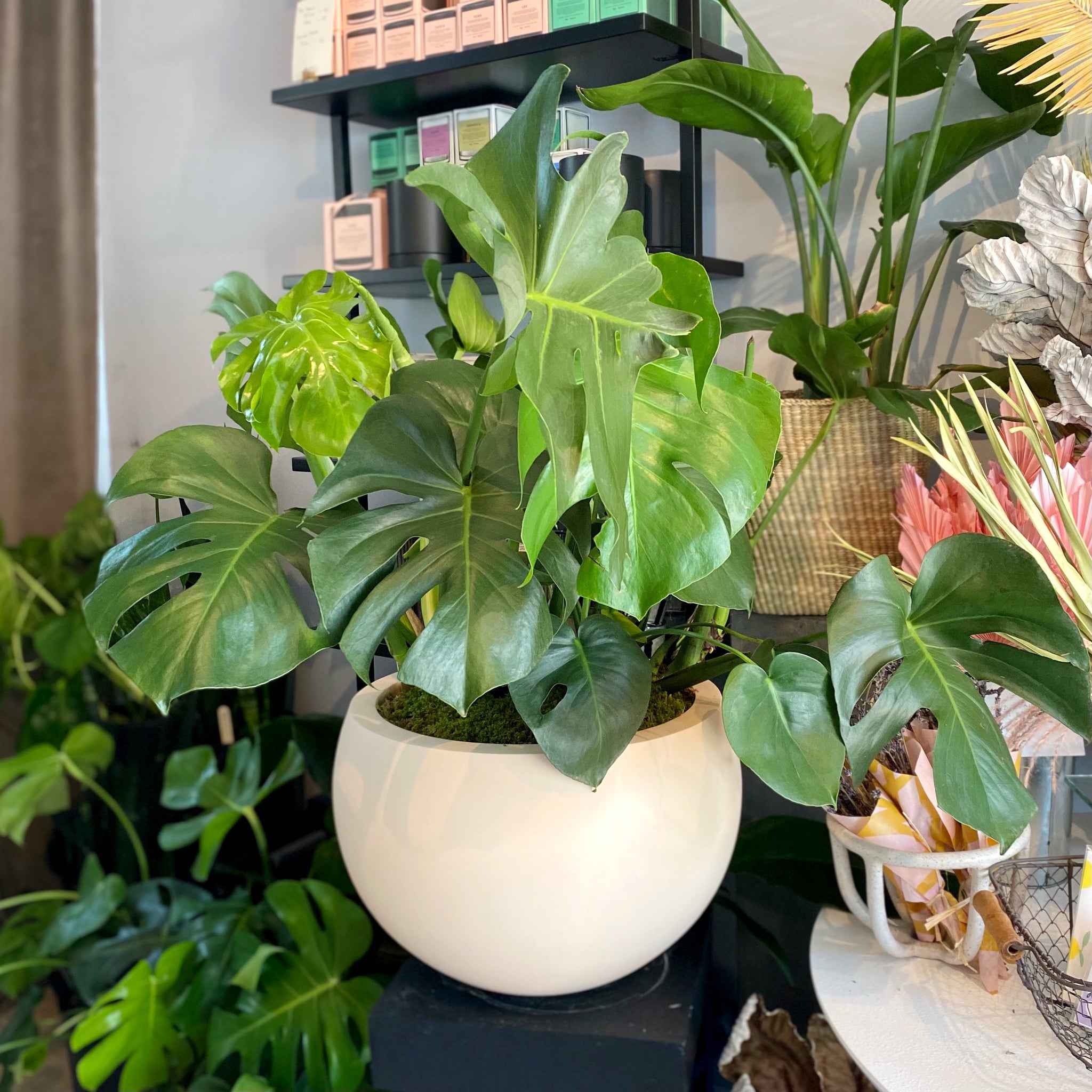 monstera florescanoana Monstera Plant, Deliciosa – Brave Floral