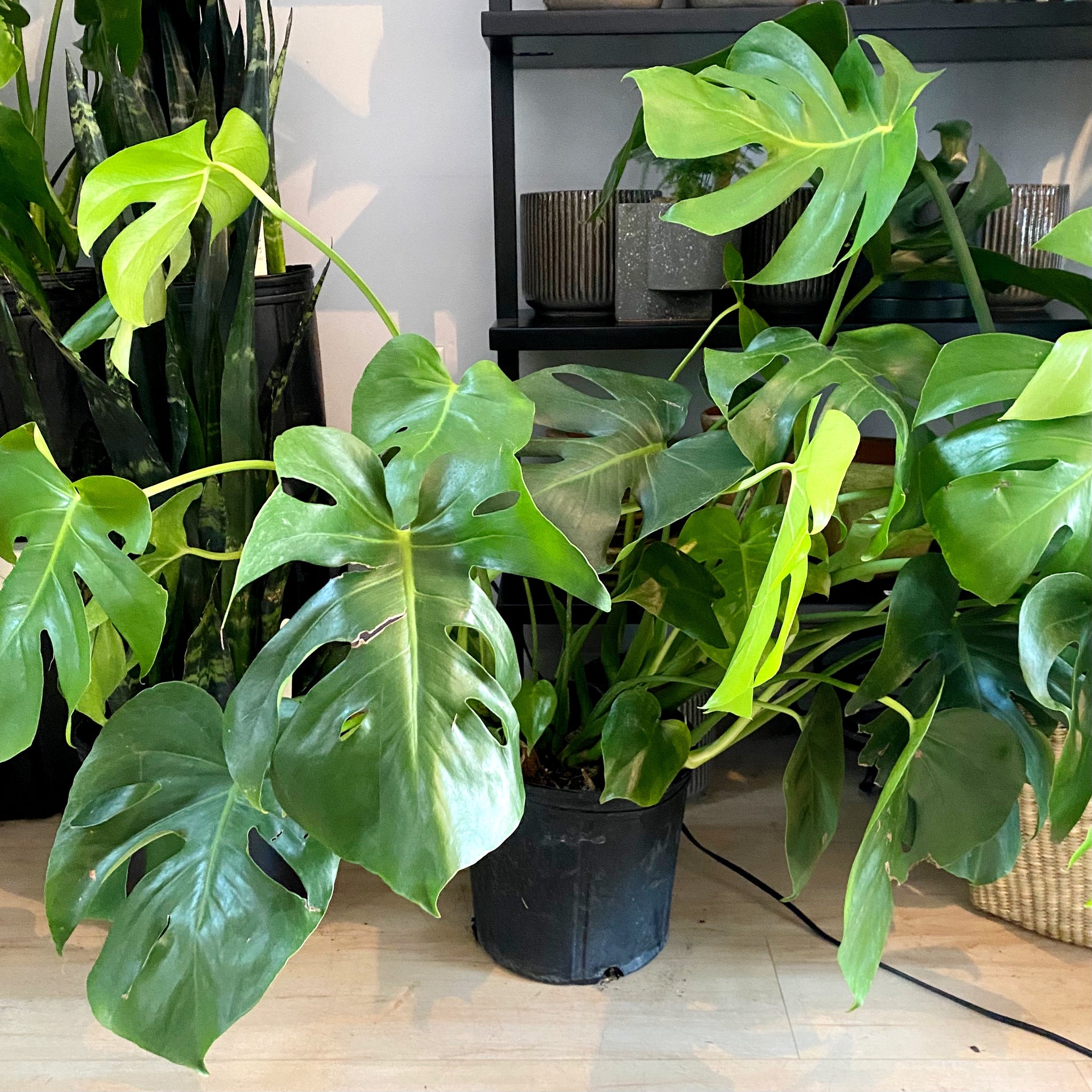 monstera flores Monstera Plant, Deliciosa – Brave Floral