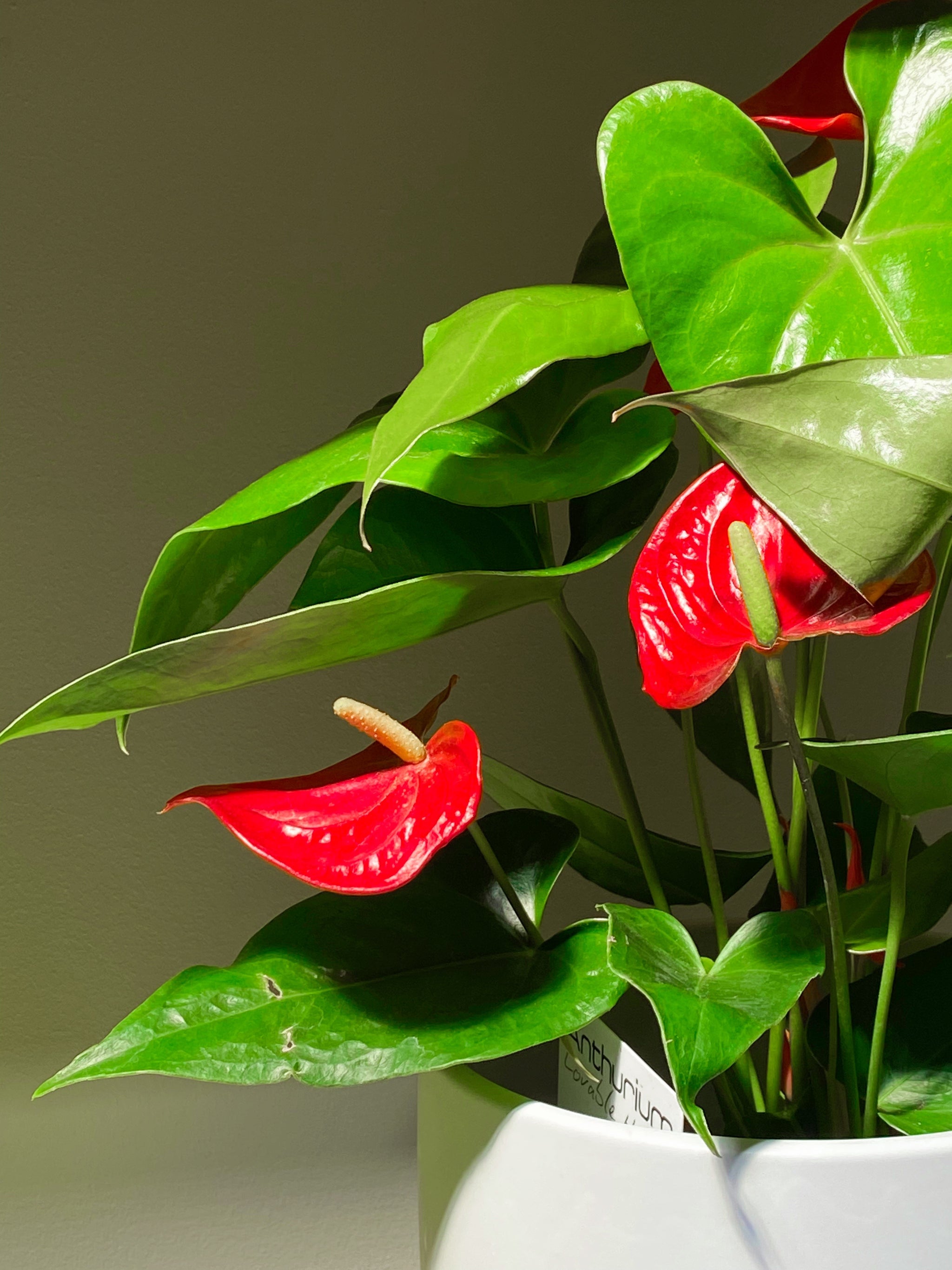 Anthurium Plant – Brave Floral