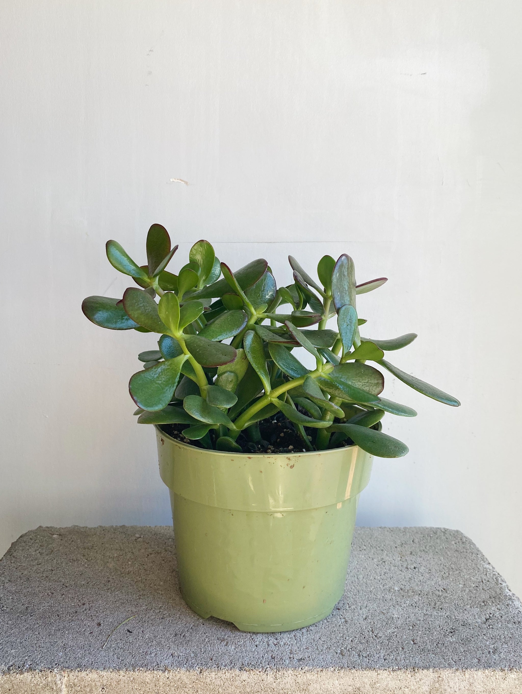 Jade Plant – Brave Floral