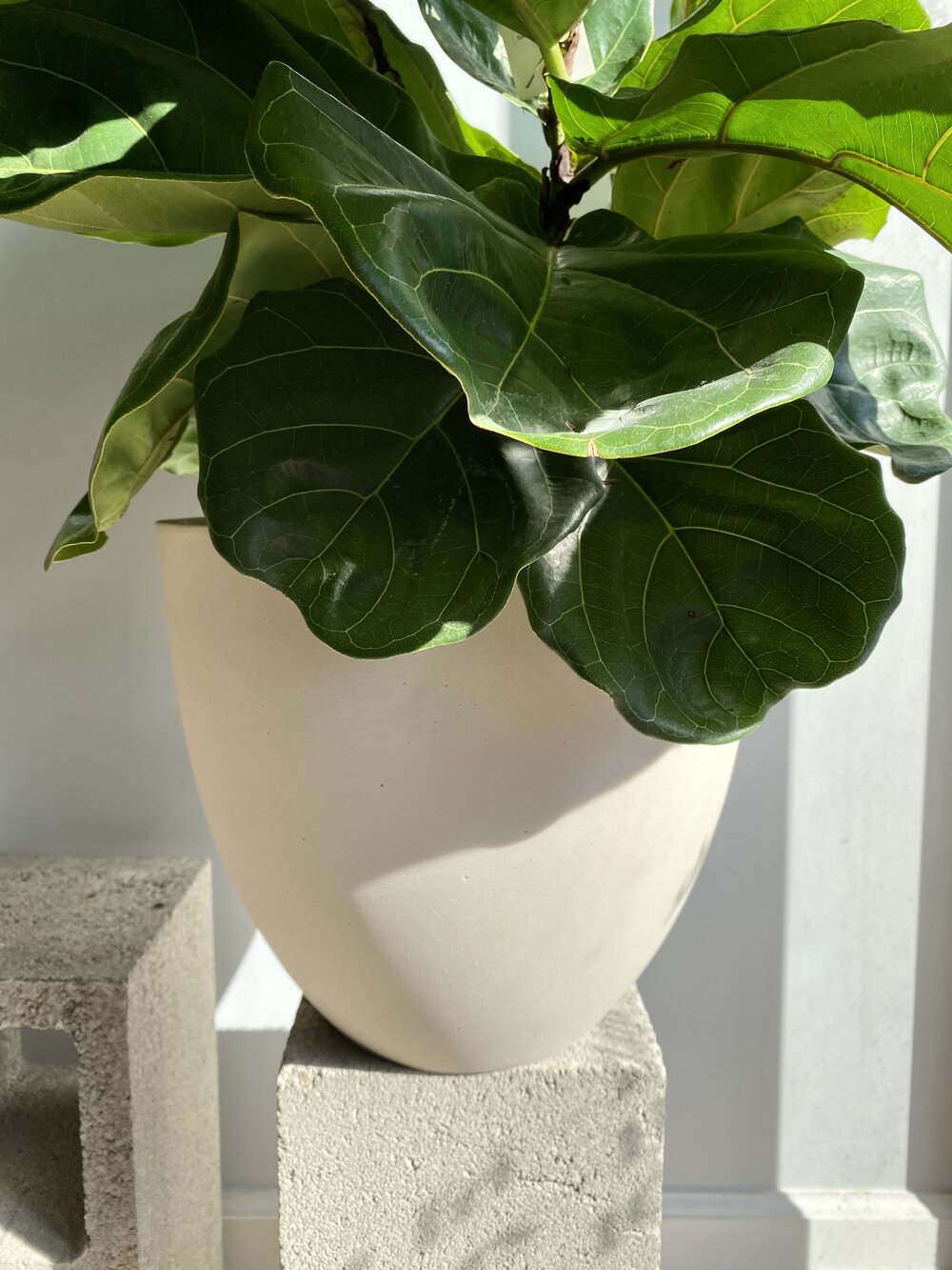 flowering fiddle leaf fig Ficus Plant, Fiddle Leaf Fig – Brave Floral